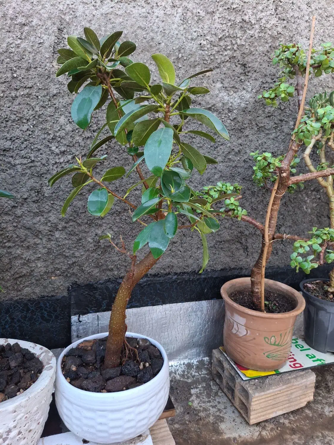 بونسای خرفه فیکوس کراسولا یشم|گل و گیاه طبیعی|فردیس, شهرک ۱۱۰|دیوار