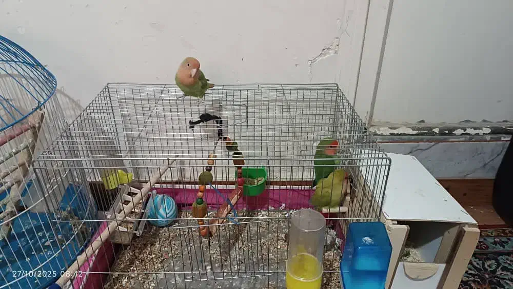 ۳عد طوطی برزیلی شیطون با قفس و لوازم|پرنده|قدس, شهر‌قدس|دیوار