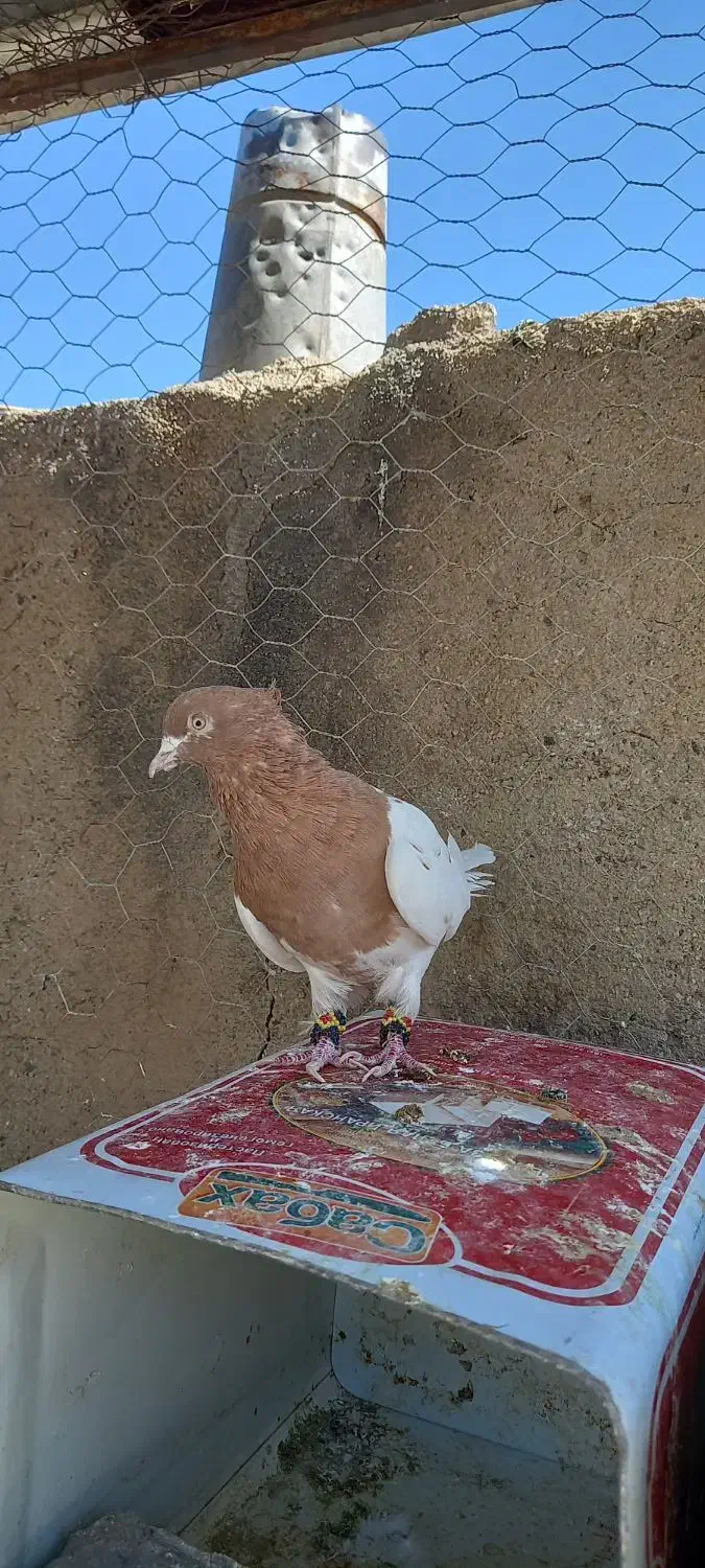 نر کله ای|پرنده|بروجرد, |دیوار