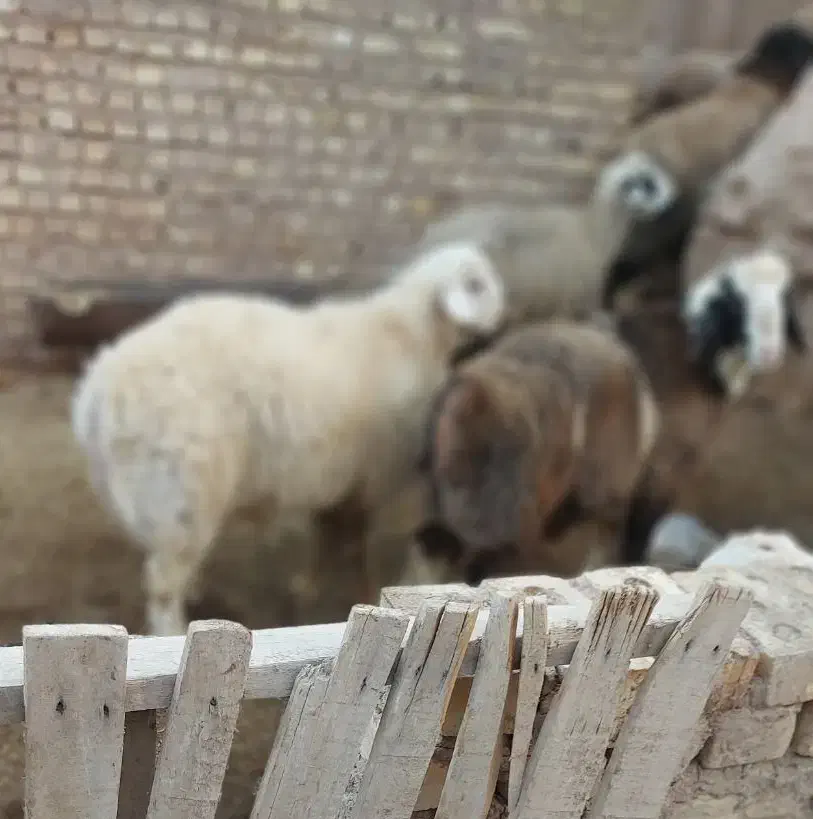 بره خونگی|حیوانات مزرعه|یزد, |دیوار