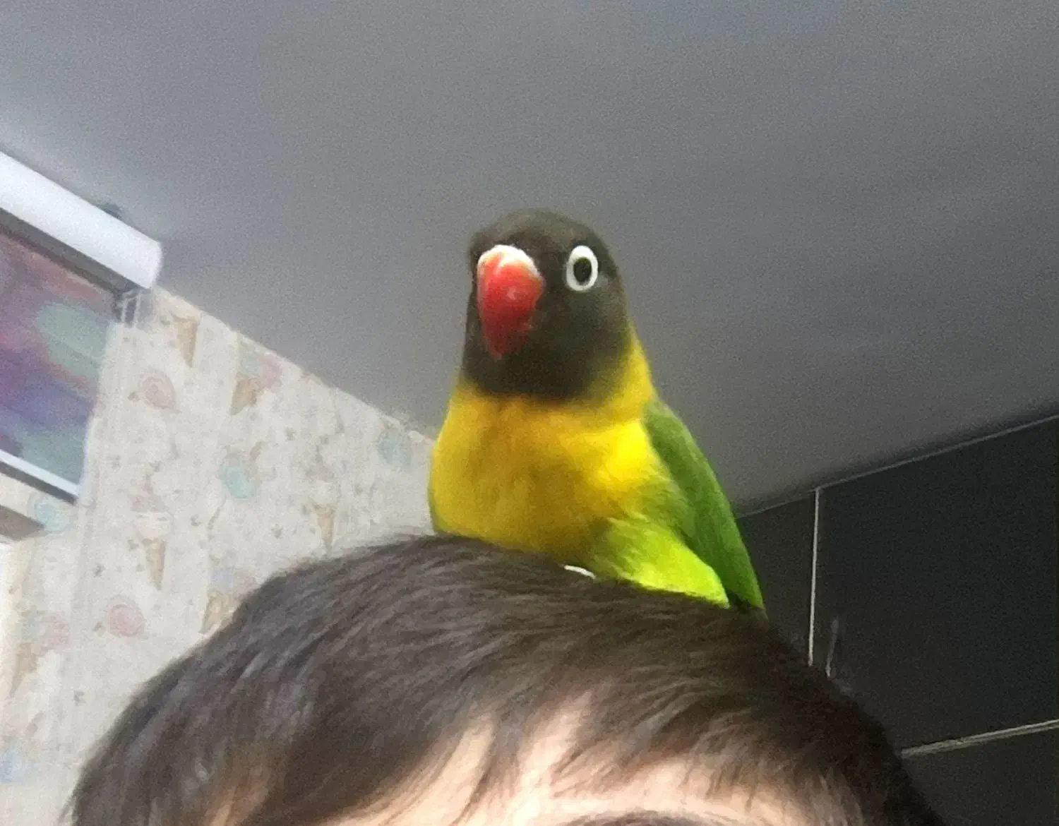 جفت ماسکت یقه زرد ( از والد های جدا)|پرنده|تهران, عبدلآباد|دیوار