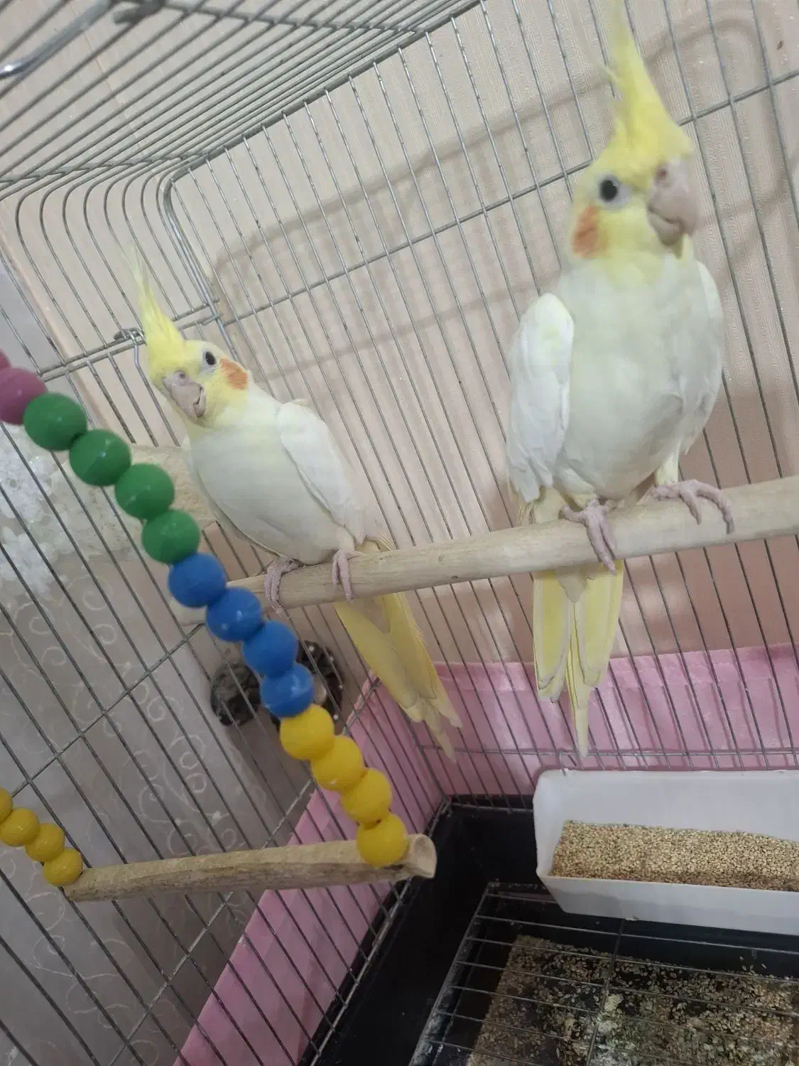 عروس هلندی|پرنده|قرچک, مهدیه|دیوار