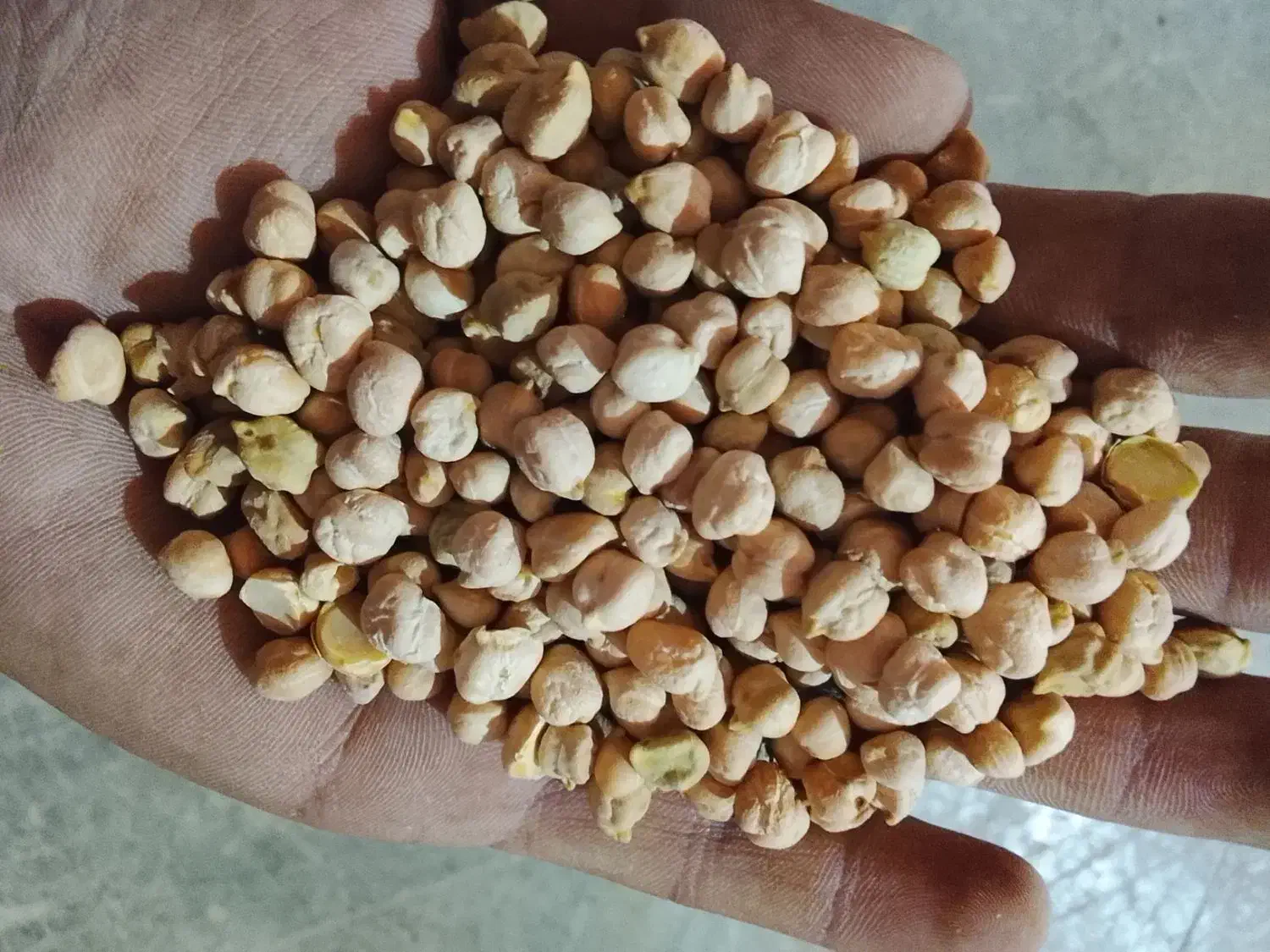 نخود فلافلی|خوردنی و آشامیدنی|اسلام‌شهر, شهرک الهیه|دیوار