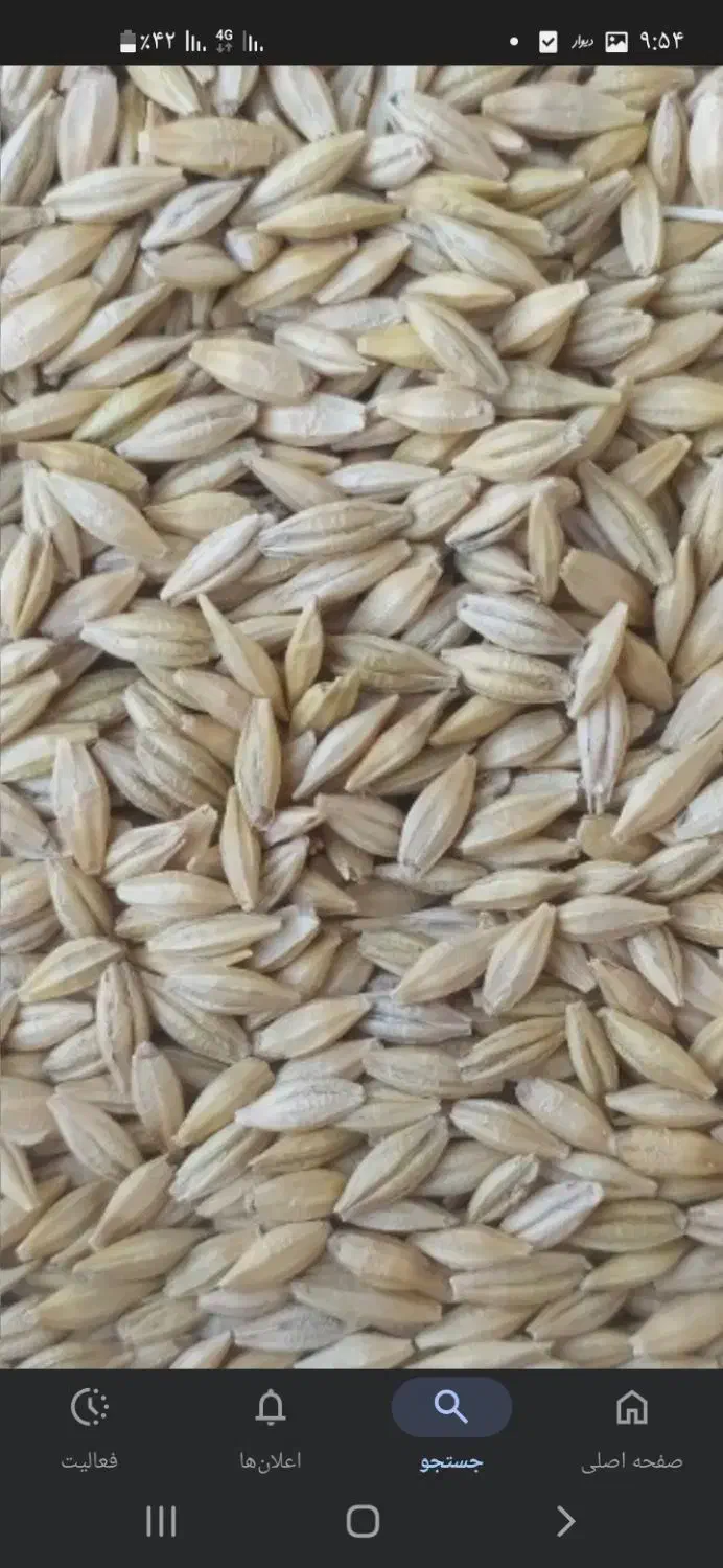 جو  بذری واکسیما|عمده‌فروشی|مشگین شهر, |دیوار