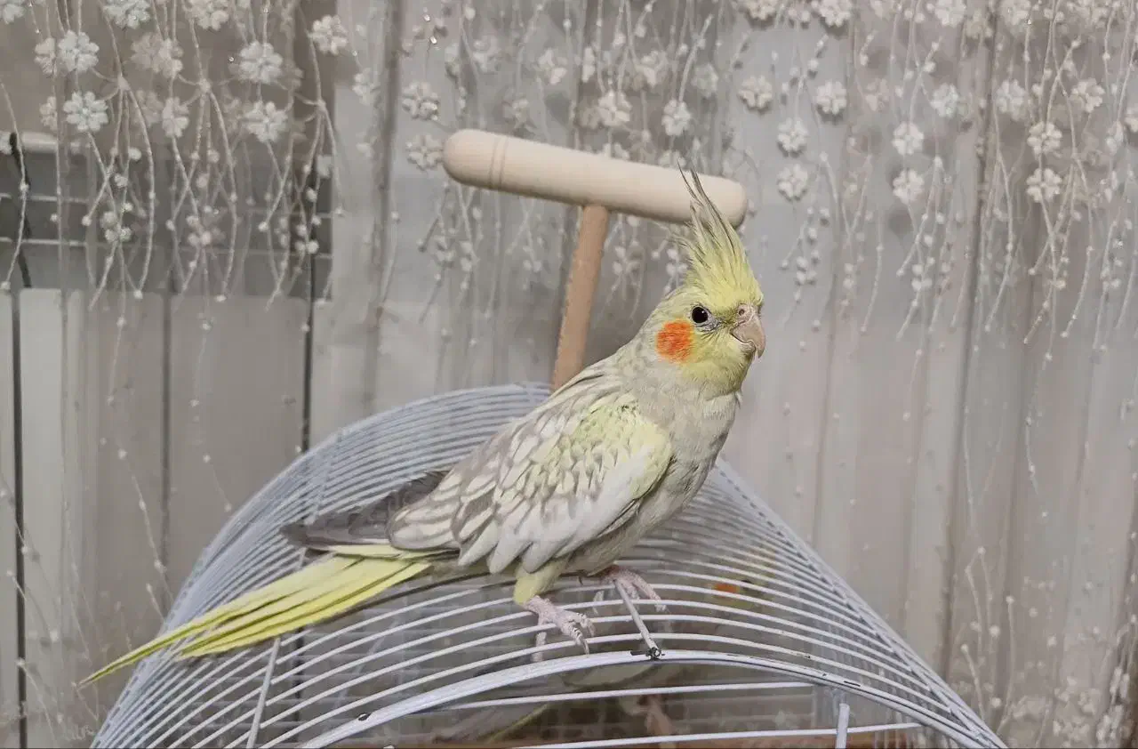 عروس هلندی گلباقالی و لوتینو|پرنده|تهران, تهرانسر شمالی|دیوار