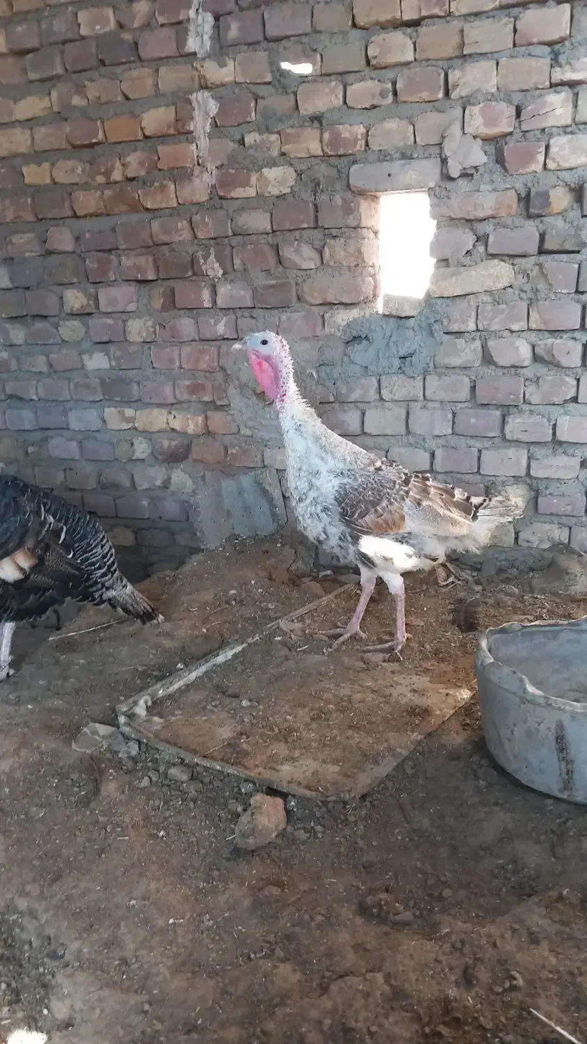 بوقلمون نر و ماده|حیوانات مزرعه|کرباسک, |دیوار