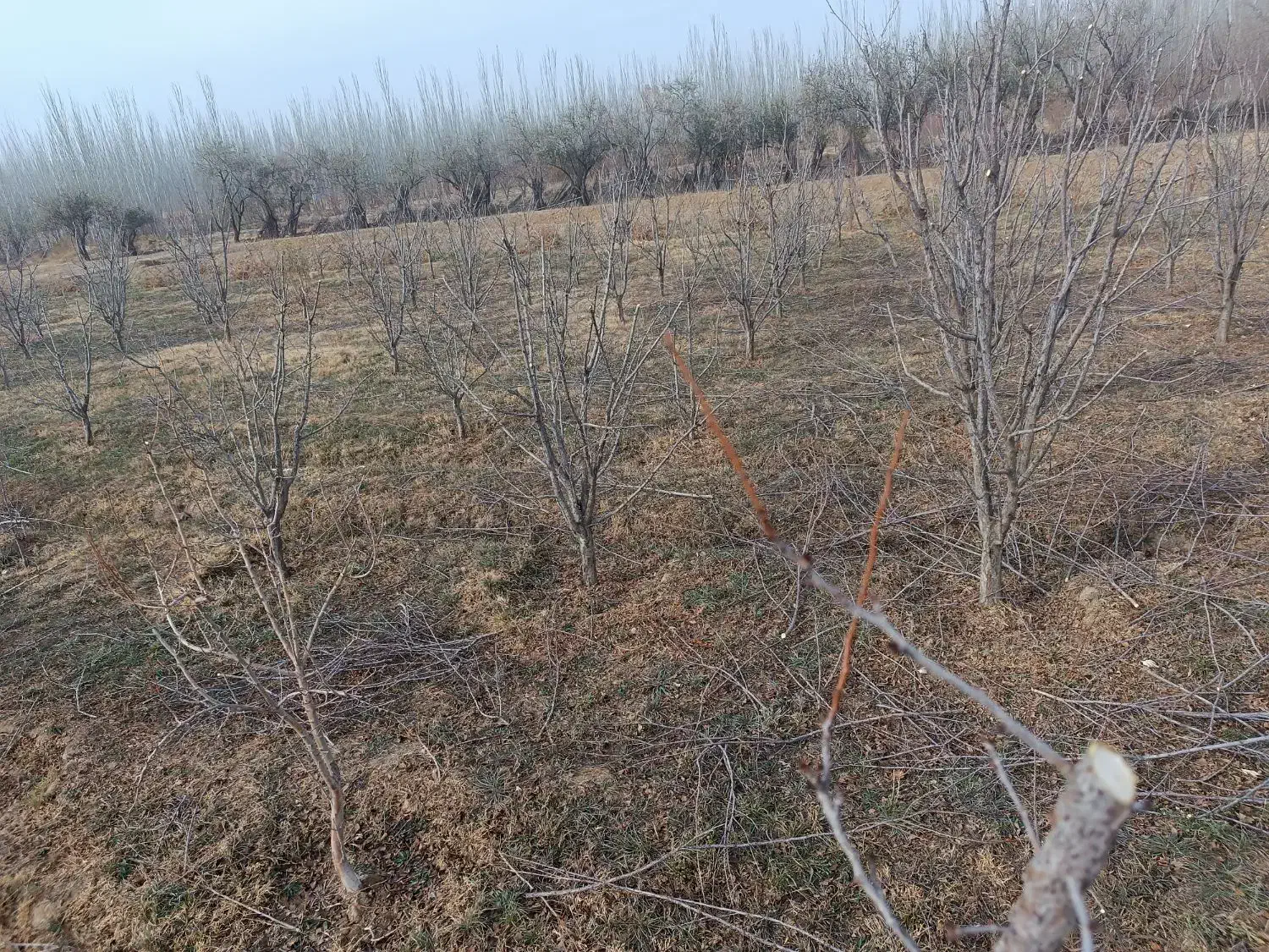 هرس درختان|خدمات باغبانی و درختکاری|چهاربرج, |دیوار