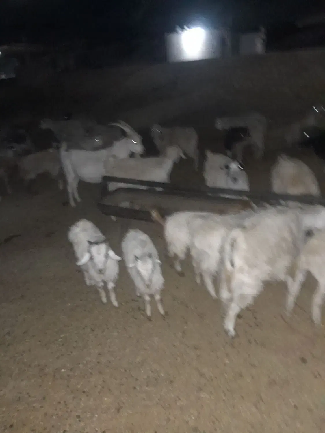 کهره چاق سبک|حیوانات مزرعه|سیرجان, |دیوار