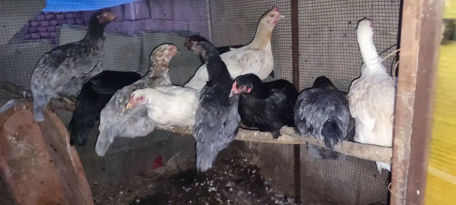 مرغ لاری|حیوانات مزرعه|مشهد, کارگران|دیوار