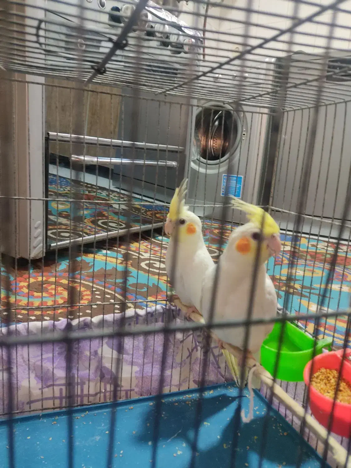 عروسهلندی|پرنده|ری, شهید بهشتی|دیوار