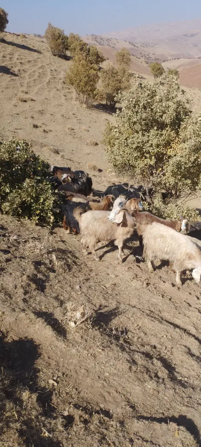 بز چاق|حیوانات مزرعه|کاکاوند, |دیوار