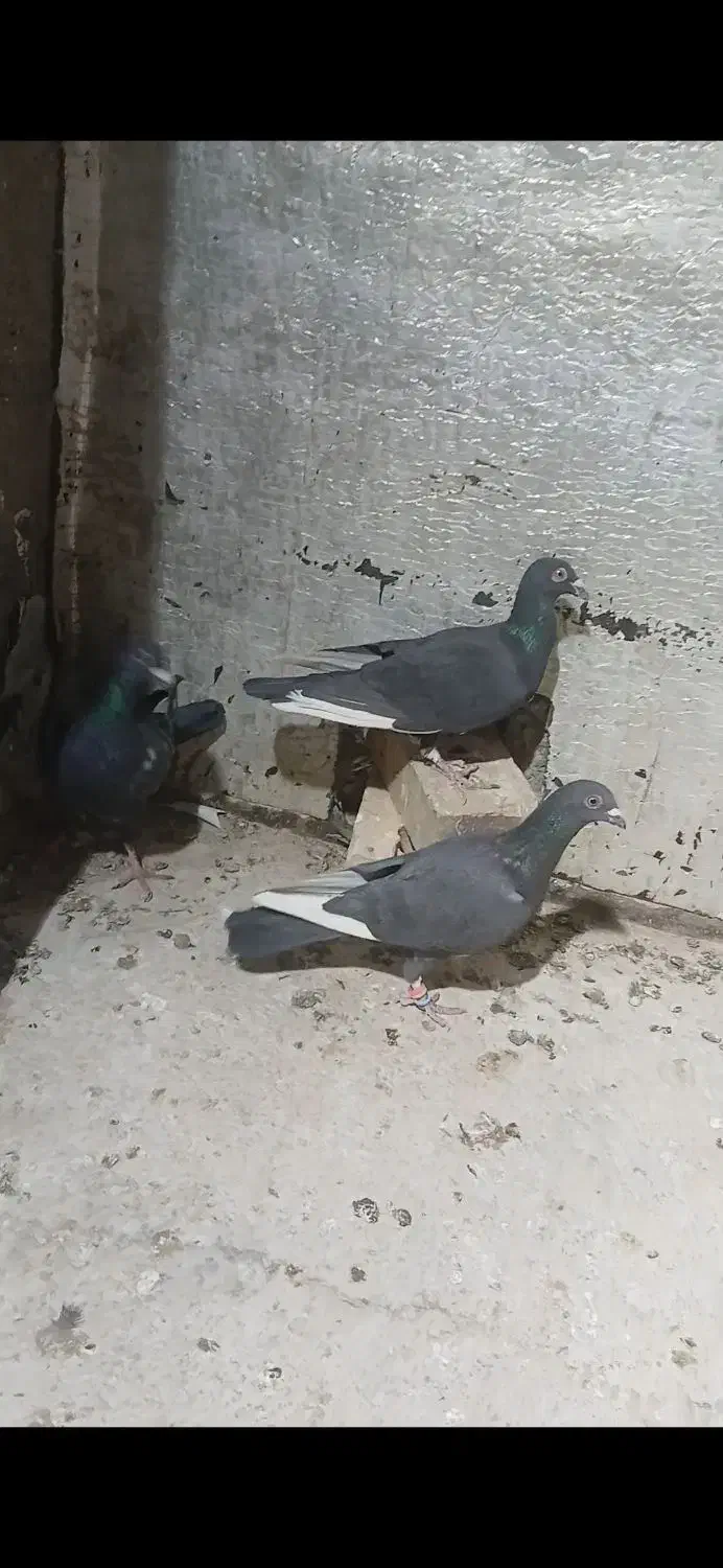 سه عدد کبوتر نر|پرنده|تربت جام, جامرود|دیوار