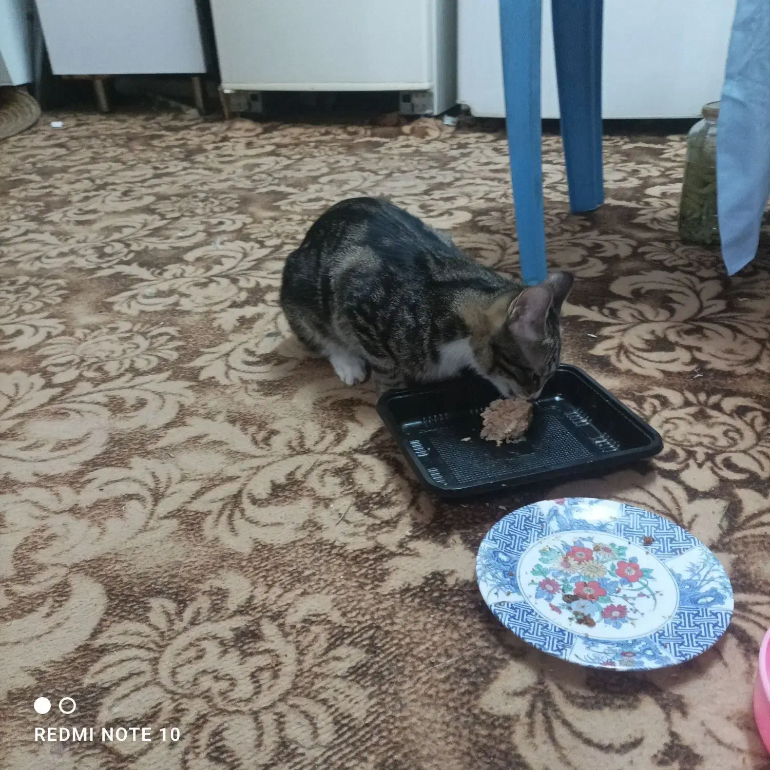 گربه خانگی|گربه|یزد, |دیوار