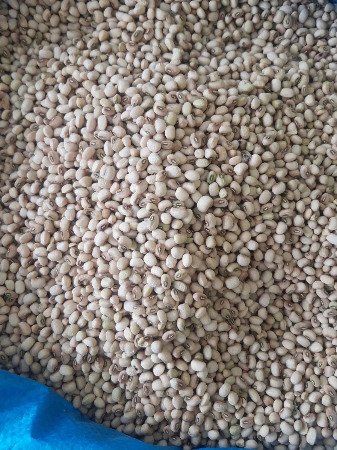 لوبیا پلویی بوجاری و صددرصد امسالی|عمدهفروشی|بهبهان, |دیوار