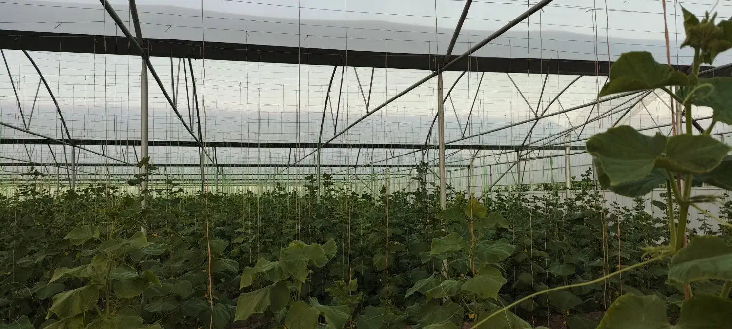 گلخانه فروشی دشت مکسوخته|فروش دفتر صنعتی، کشاورزی، تجاری|جالق, |دیوار