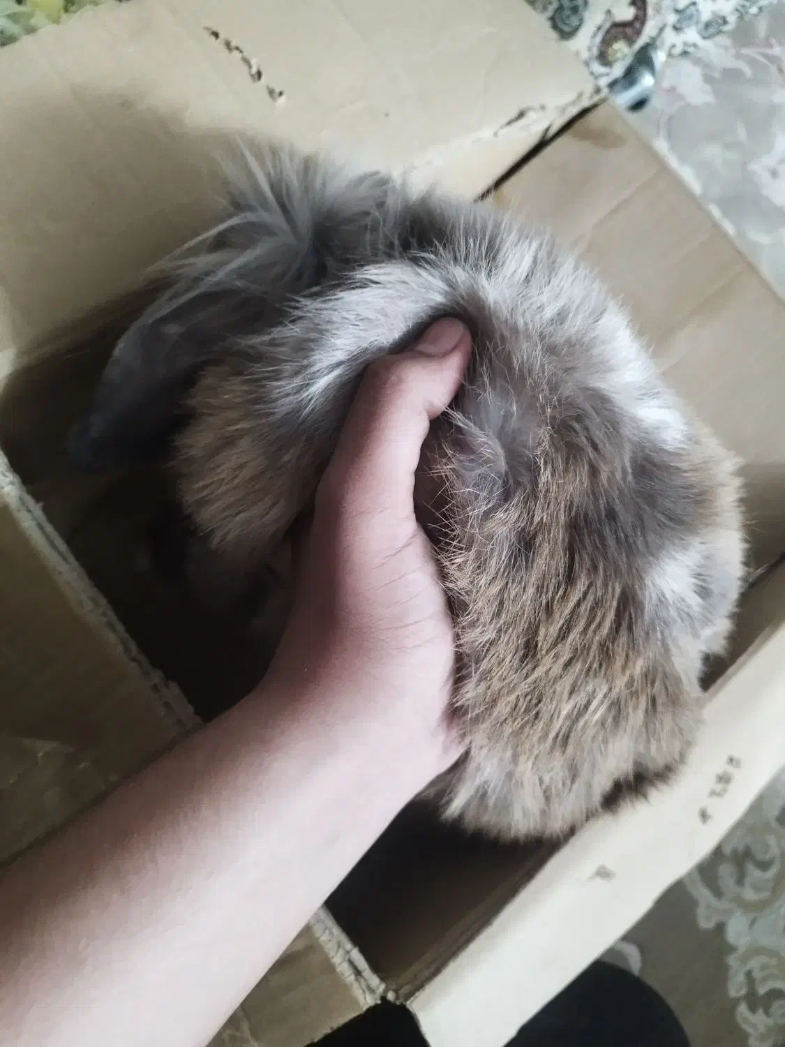 خرگوشه لپ واکسن خورده|موش و خرگوش|پیشوا, |دیوار