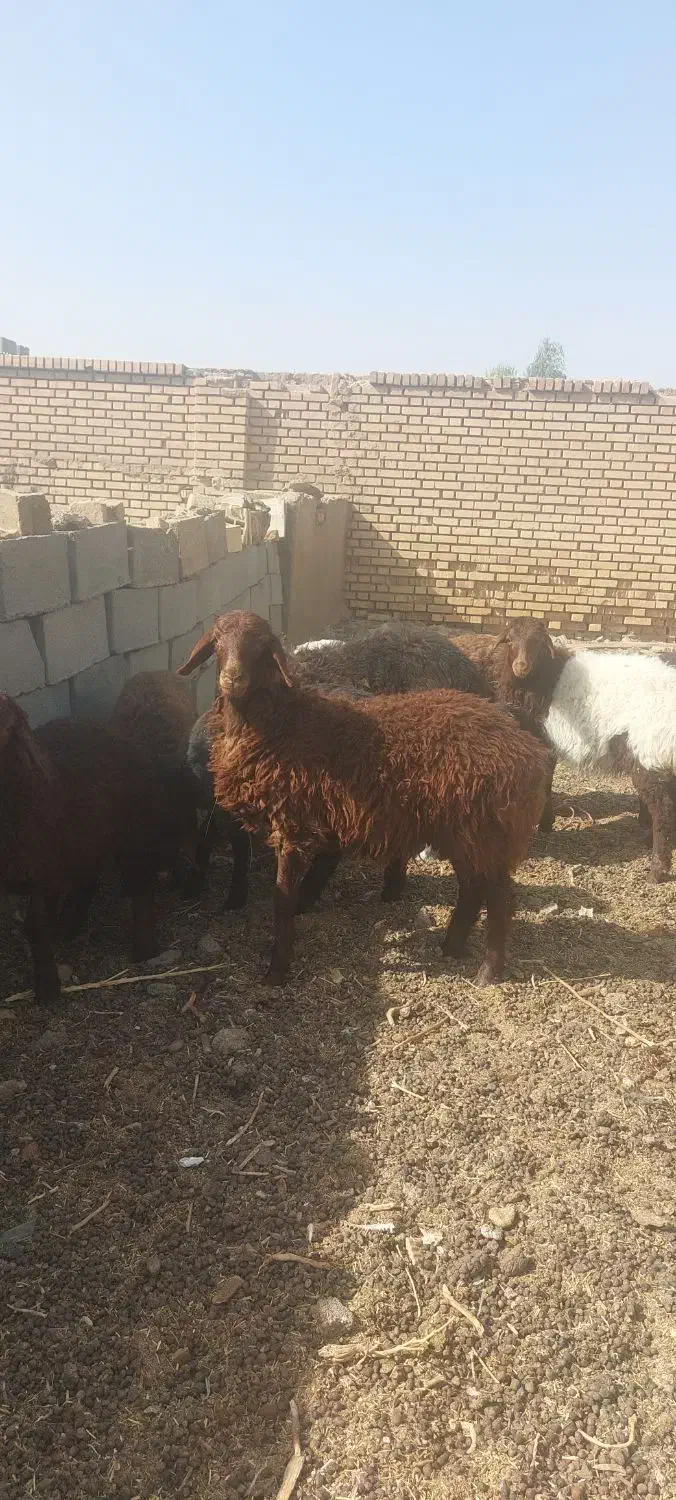 بره سبک وزن آماده پروار|حیوانات مزرعه|قاسم‌آباد (خواف), |دیوار