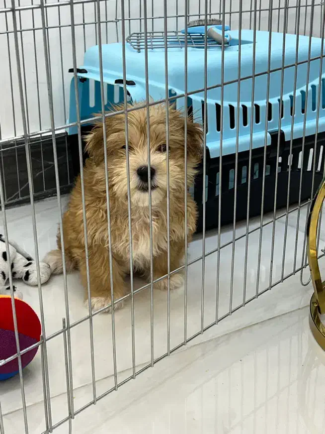 سگ شیتزو نر ۳ماهه|سگ|لاهیجان, حاجی آباد|دیوار