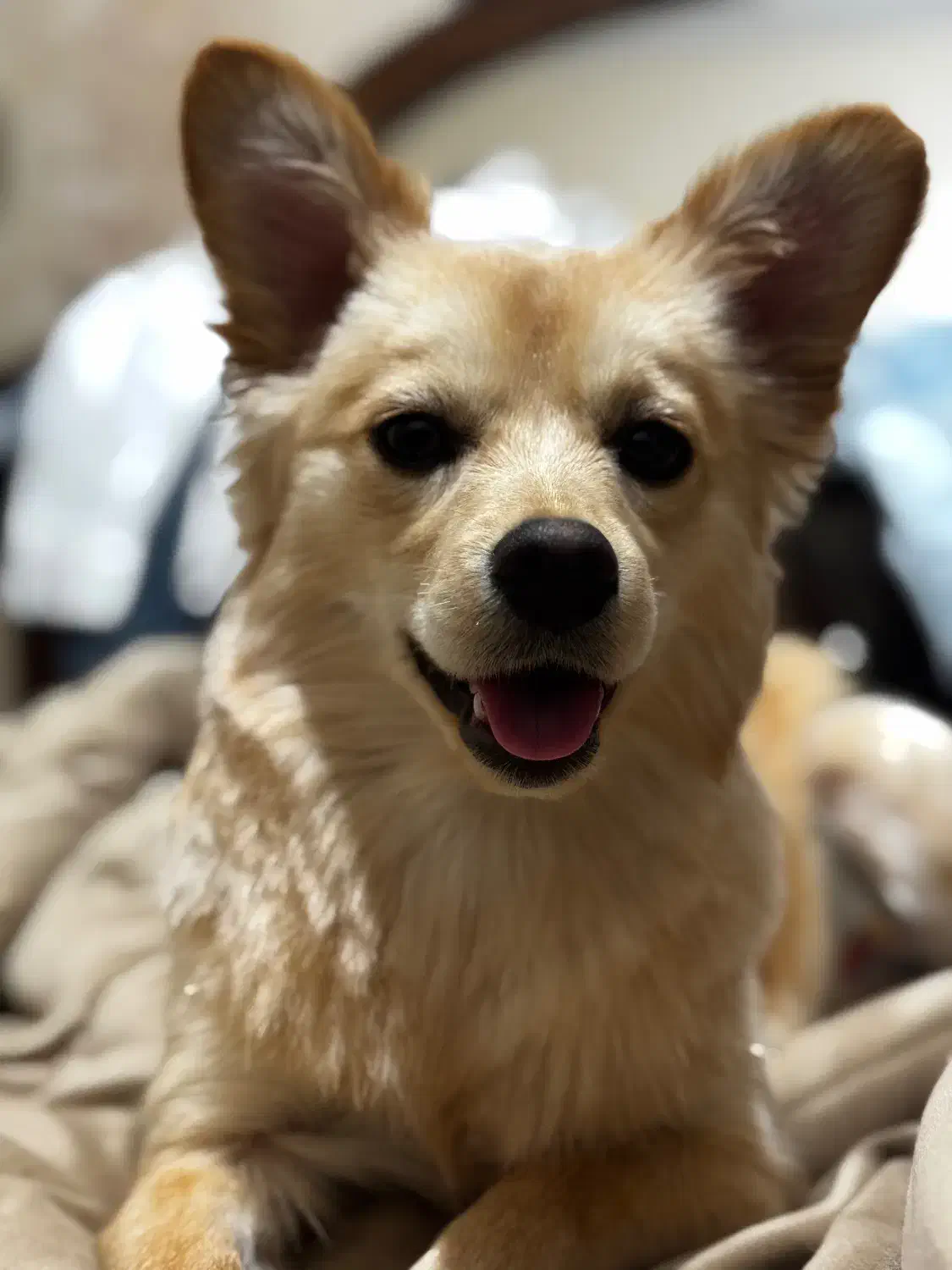 گمشده|حیوانات|قزوین, |دیوار