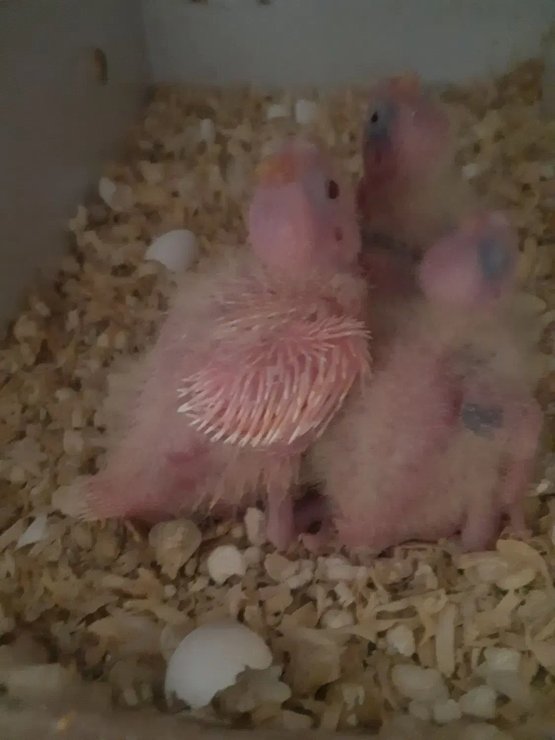 جوجه عروس هلندی|پرنده|نسیمشهر, |دیوار