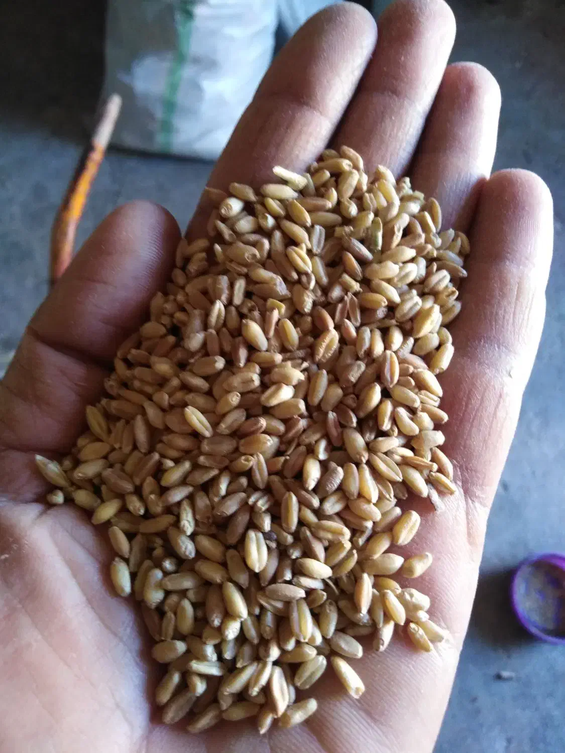 گندم|خوردنی و آشامیدنی|زرنه, |دیوار