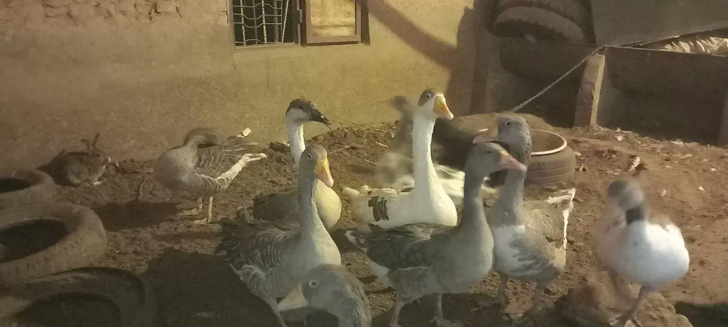 فروش تعدادی غاز|حیوانات مزرعه|اردکان, |دیوار