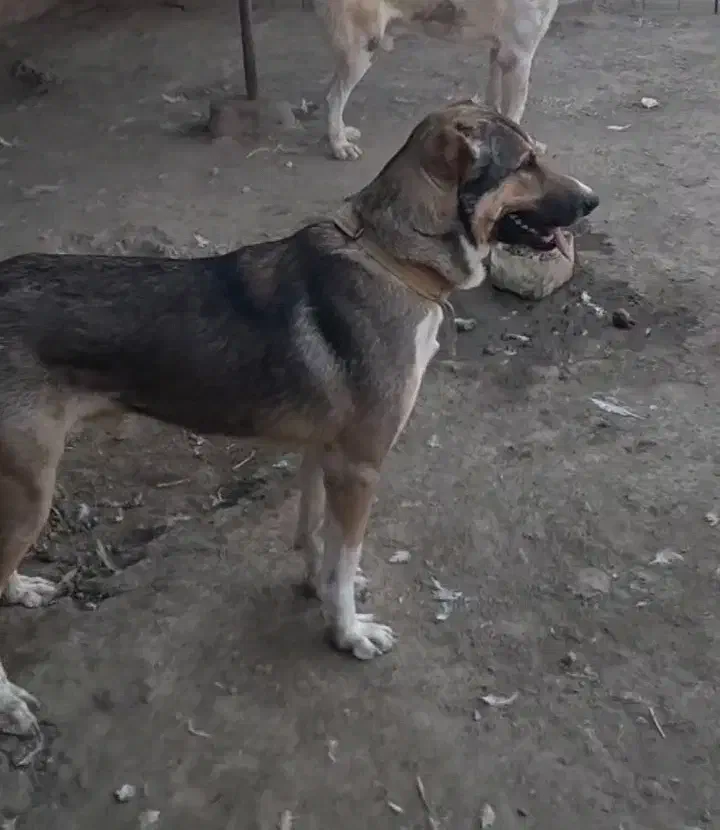 واگذاری نر سگ افغانی7ماهه|سگ|گرگان, |دیوار