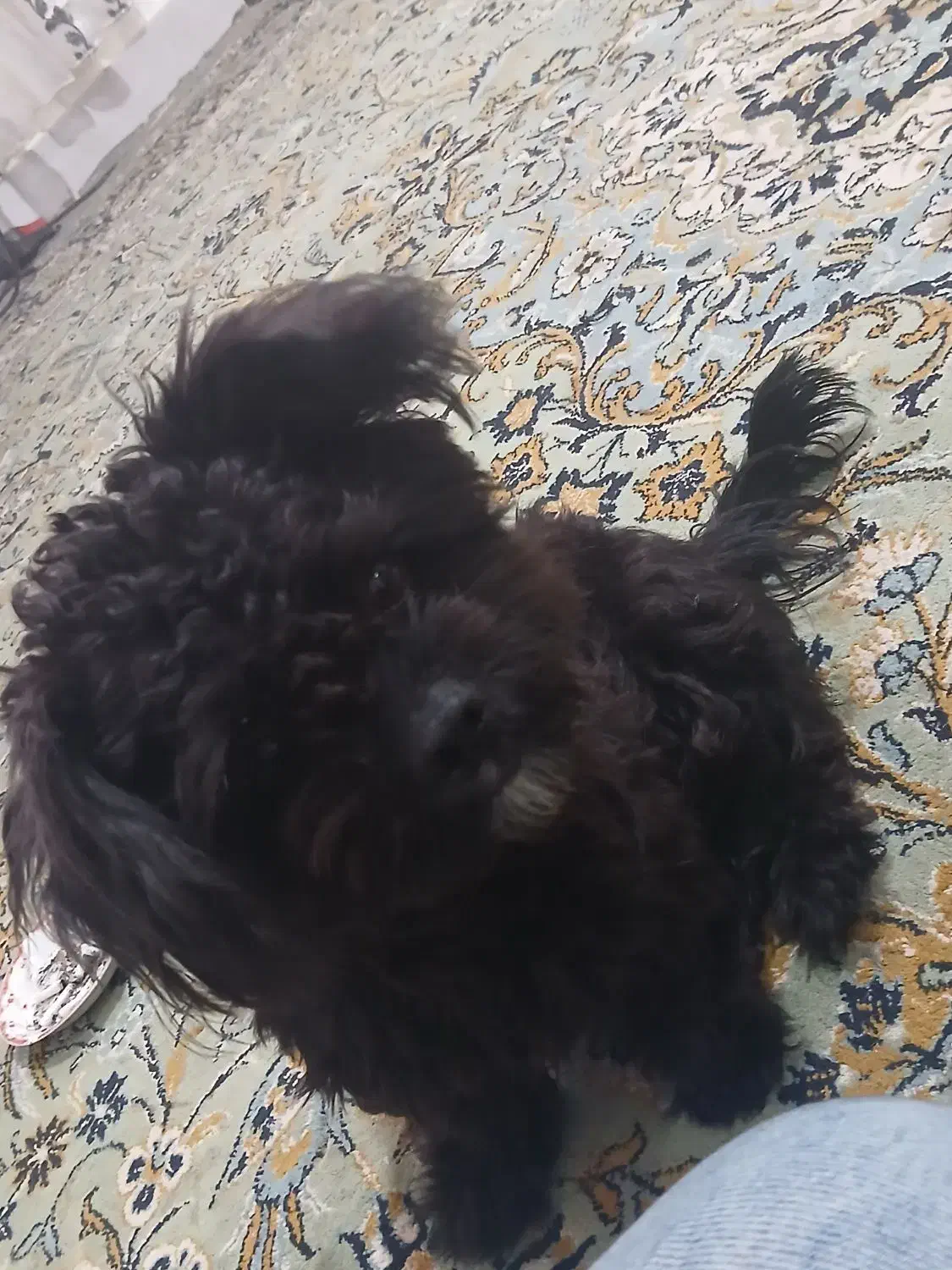 سگ شیتزو|سگ|مشهد, شهید آوینی|دیوار