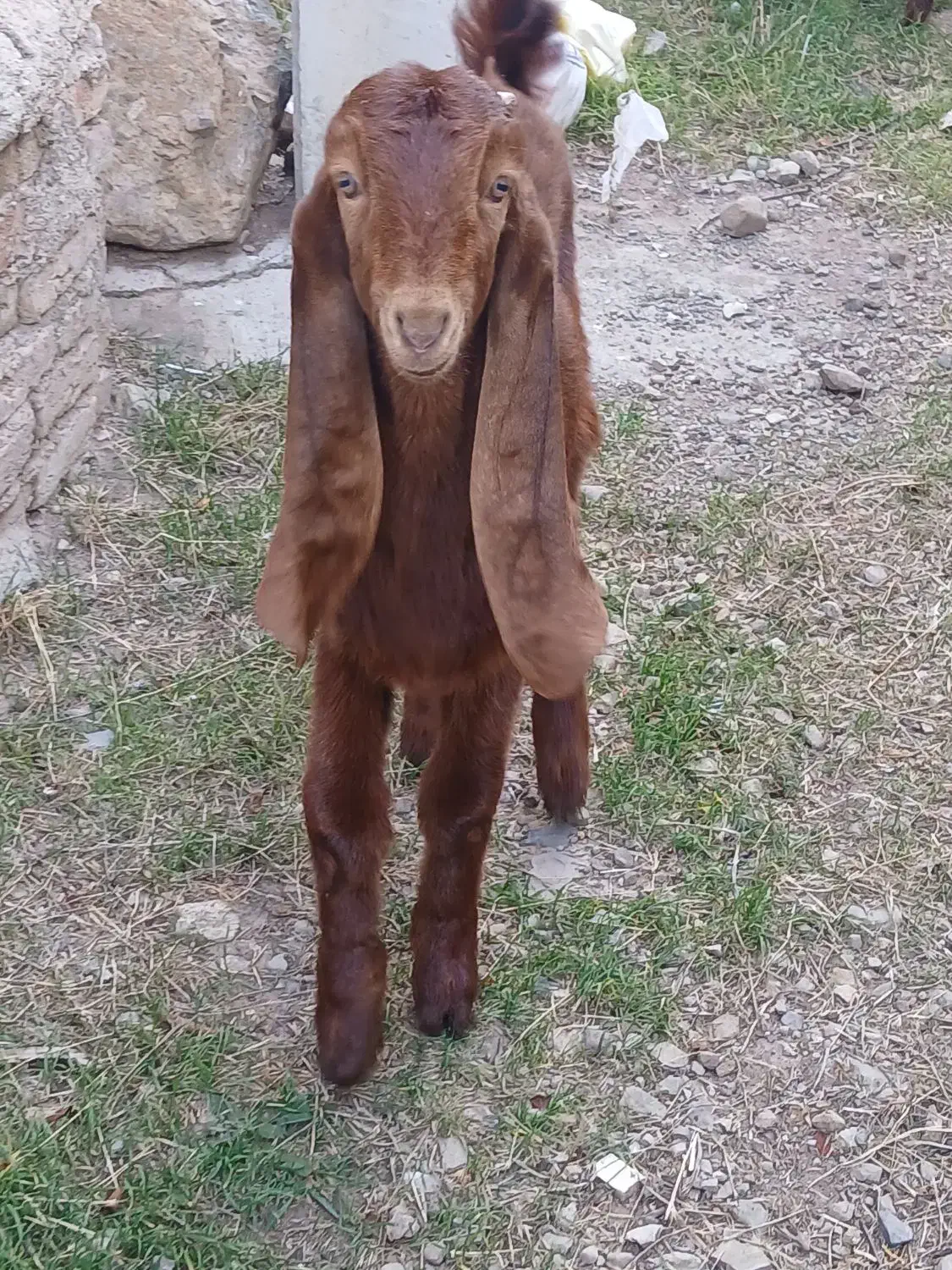 بزغاله نر و ماده عراقی|حیوانات مزرعه|صوفیان, |دیوار