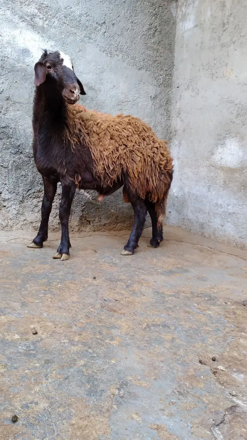 گوسفند بره قوچ های آنتیک ناب کیلویی۳۵۵|حیوانات مزرعه|ملایر, |دیوار
