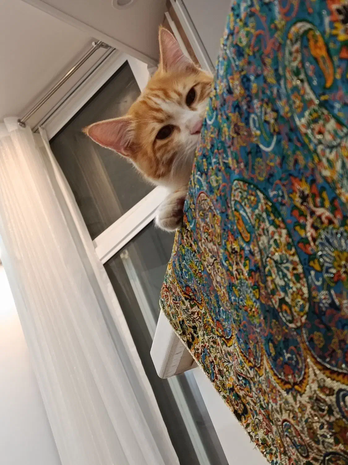 واگذاری پنجه|گربه|یزد, |دیوار