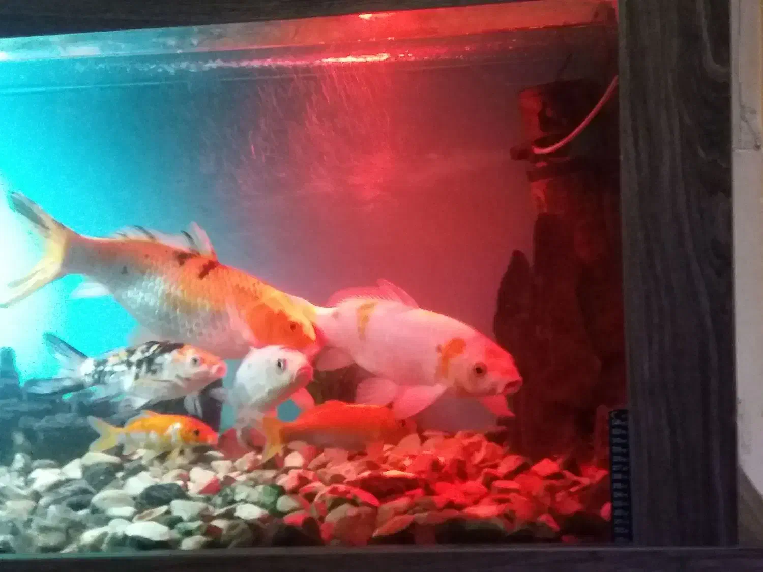 اکواریم|ماهی|بابل, |دیوار