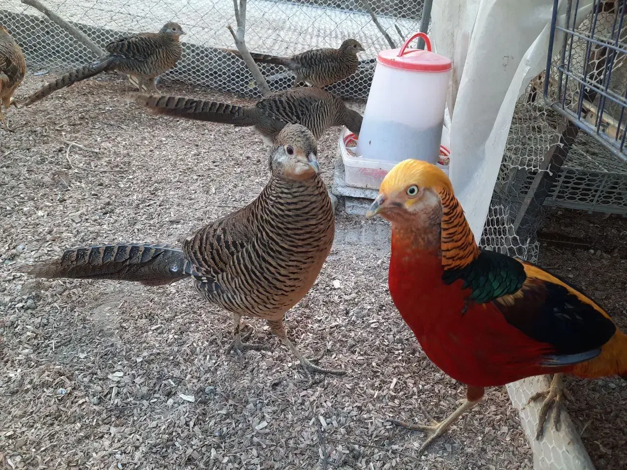 طاووس مصری و بلژیکی|پرنده|تهران, صادقیه|دیوار