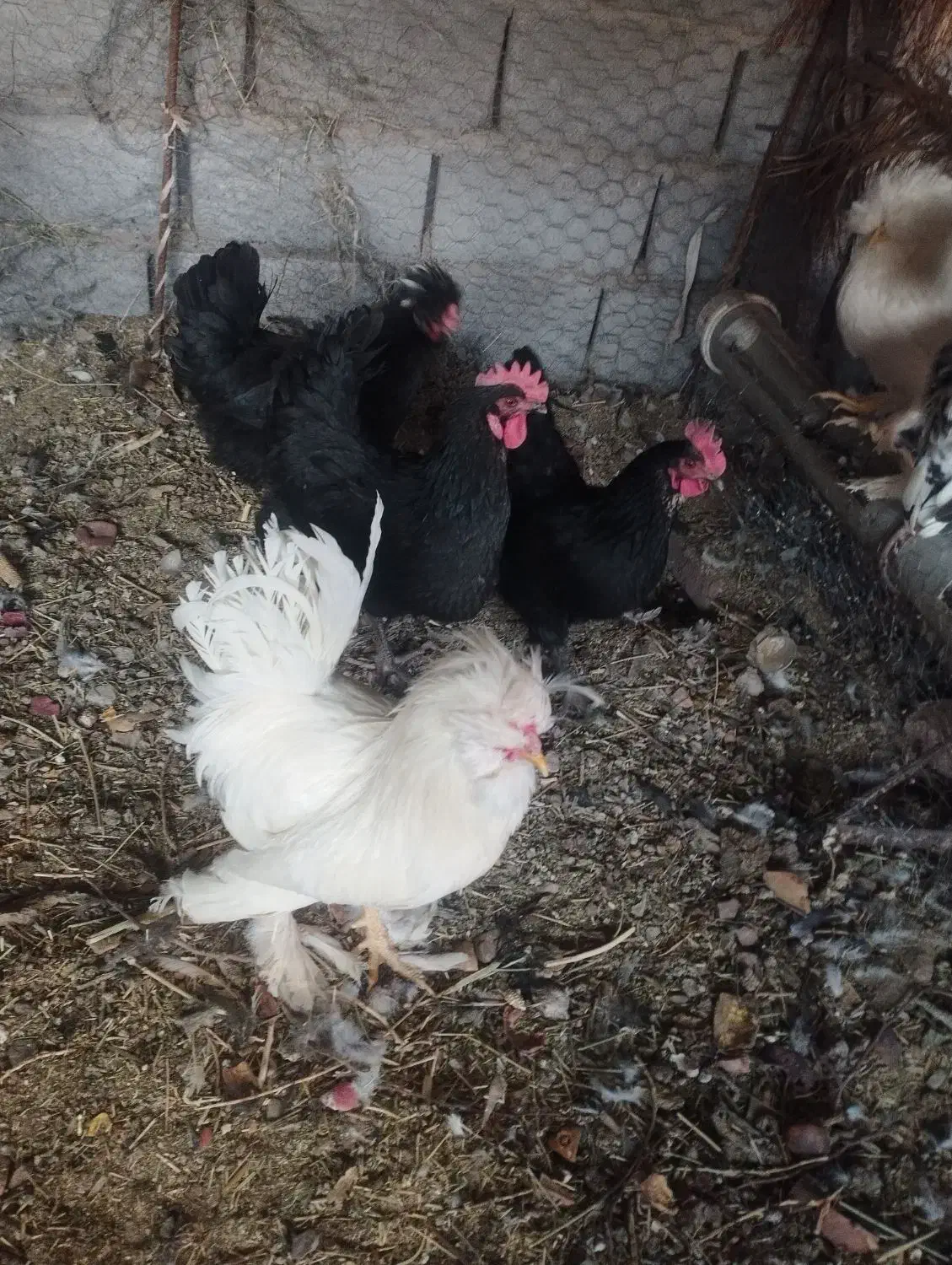 مرغ تزئینی و کرمانشاهی|حیوانات مزرعه|زرند, |دیوار