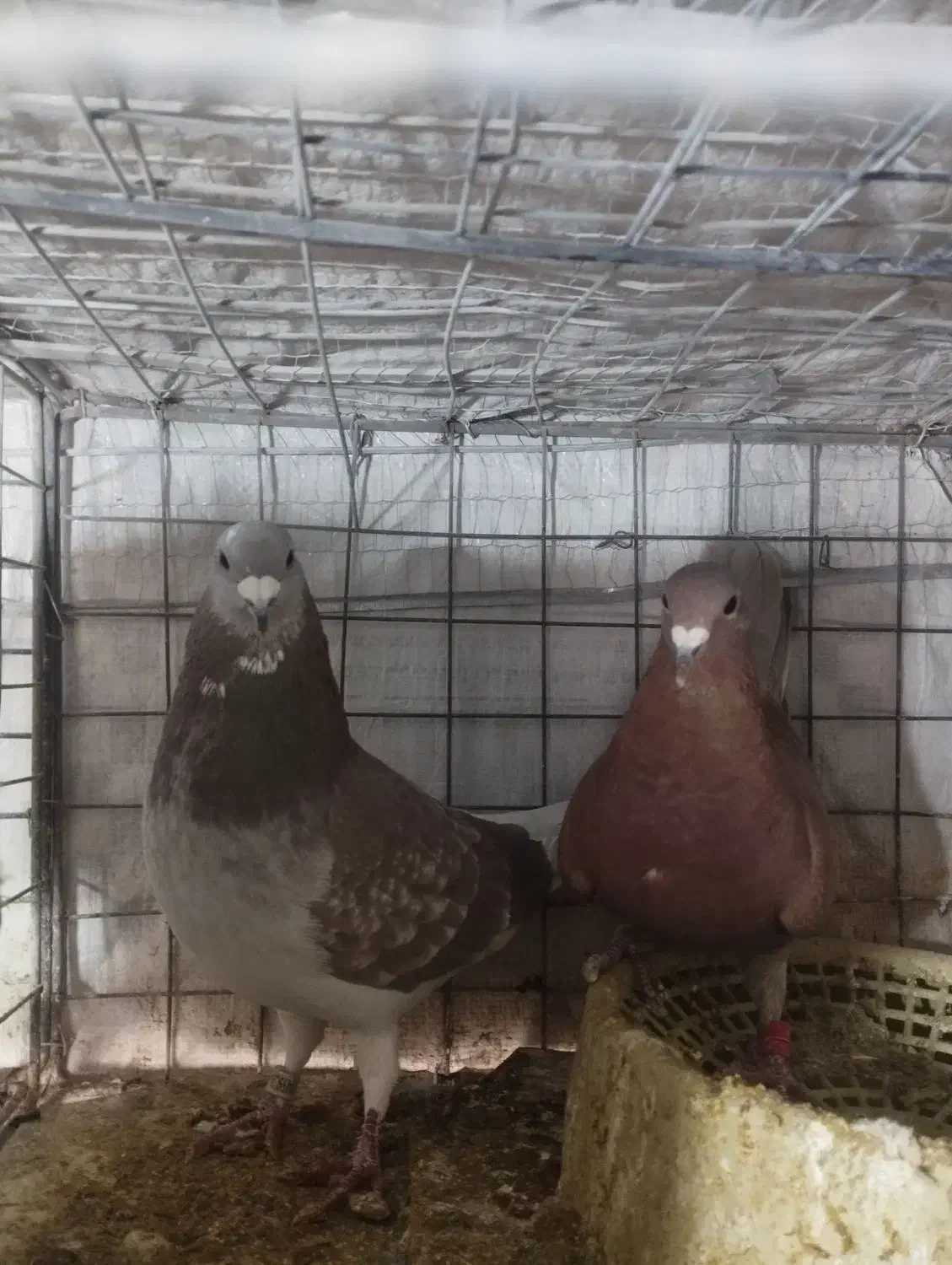 کفتر|حیوانات|بیرجند, |دیوار