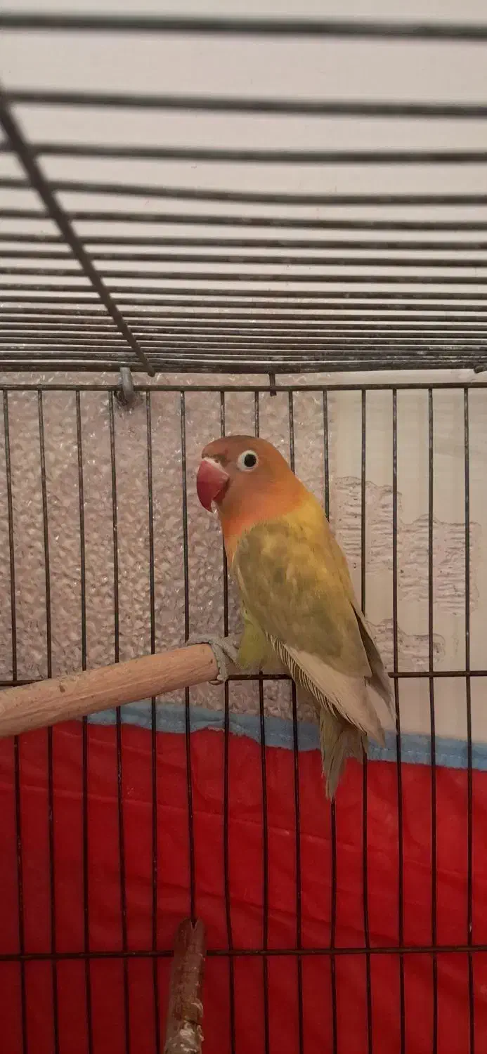 طوطی برزیلی|پرنده|رشت, آزادگان|دیوار