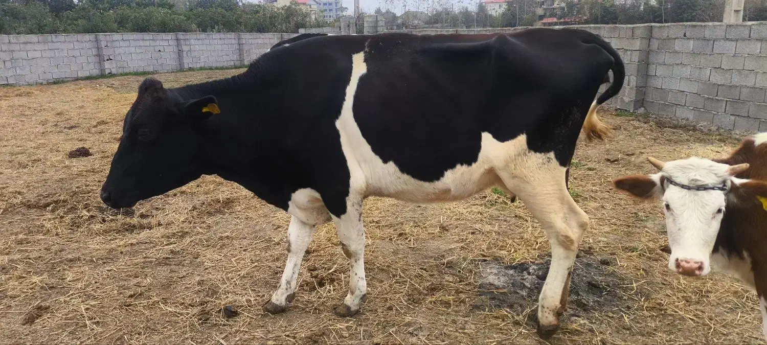 گاو هلشتاین|حیوانات مزرعه|خرمآباد (تنکابن), |دیوار