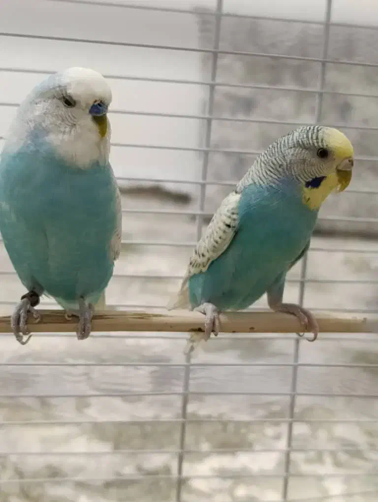 فروش مرغ عشق همراه باقفس|پرنده|محمدبار, |دیوار