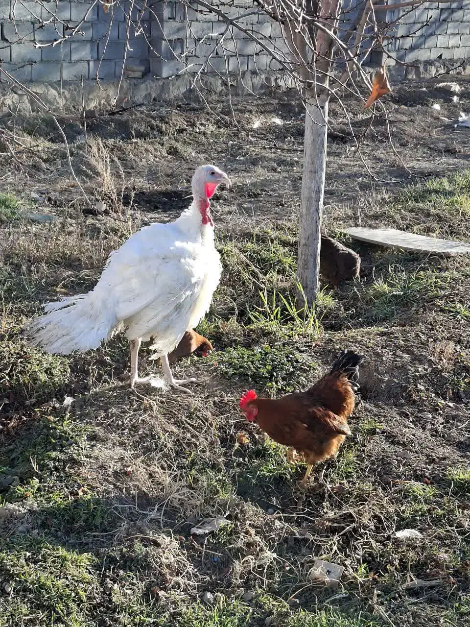 خروس محلی|حیوانات مزرعه|مشهد, میعاد (شهرک غرب)|دیوار