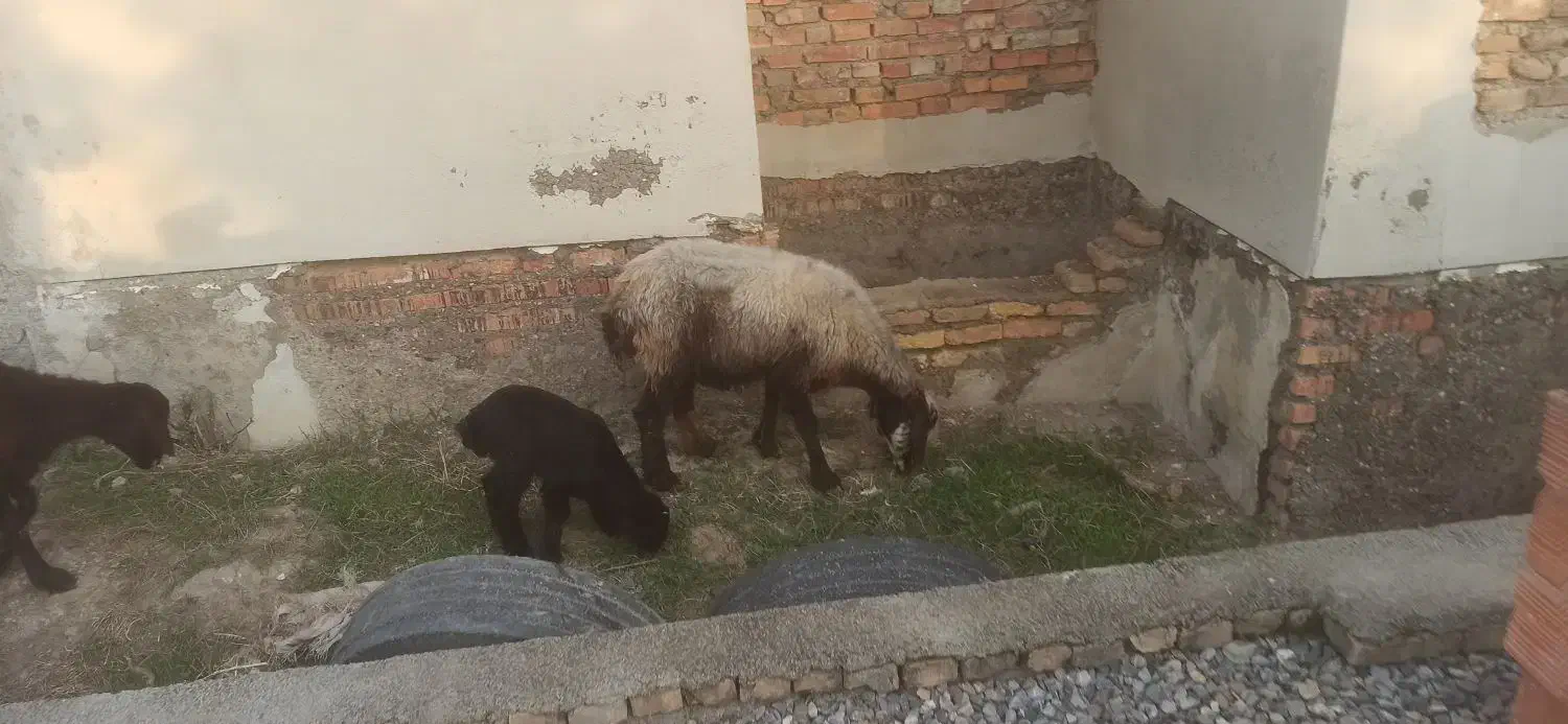 گوسفند بره دار|حیوانات مزرعه|بندر ترکمن, |دیوار