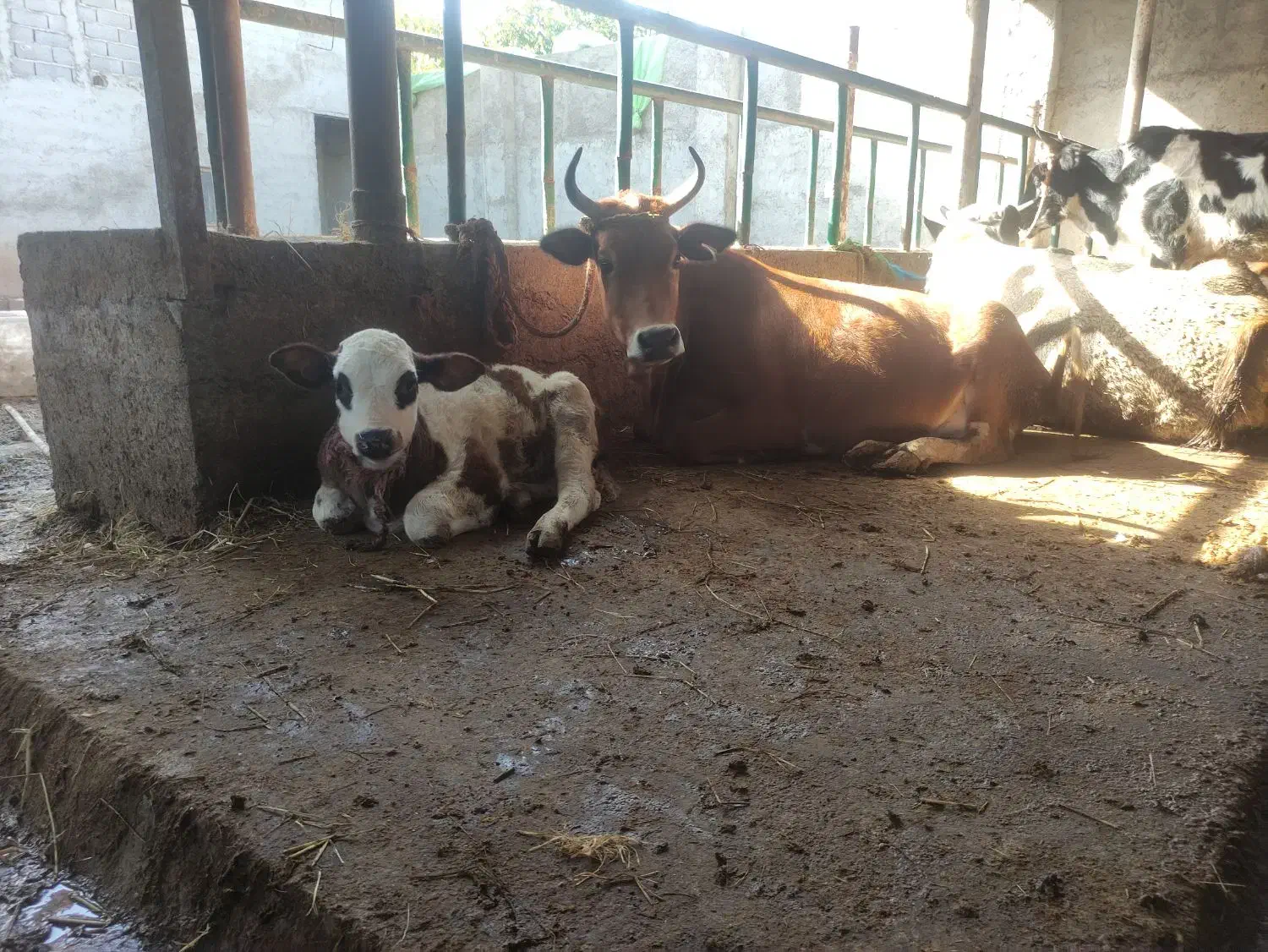 گاو با گوساله نر|حیوانات مزرعه|نکا, |دیوار