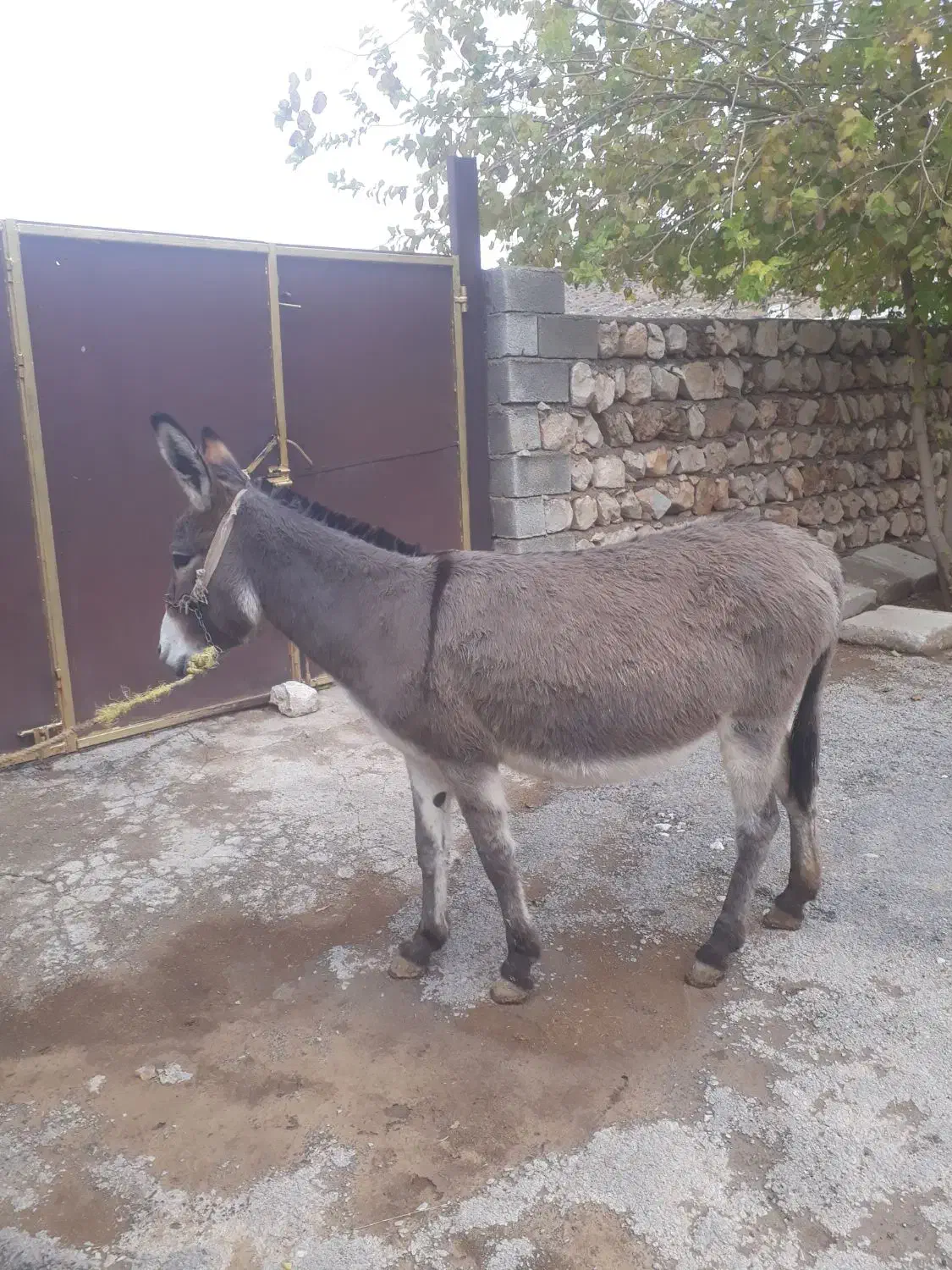 الاغ ماده پنج سال سالم قیمت توافقی|حیوانات مزرعه|سیروان, |دیوار