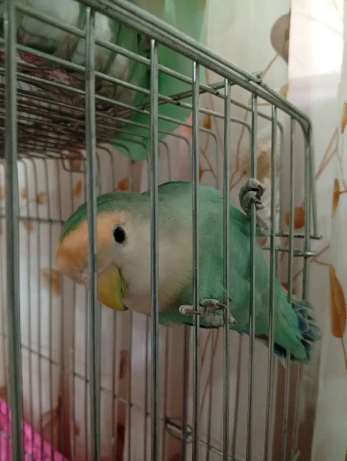 جفت طوطی برزیلی|پرنده|اندیشه, اندیشه فاز ۱|دیوار