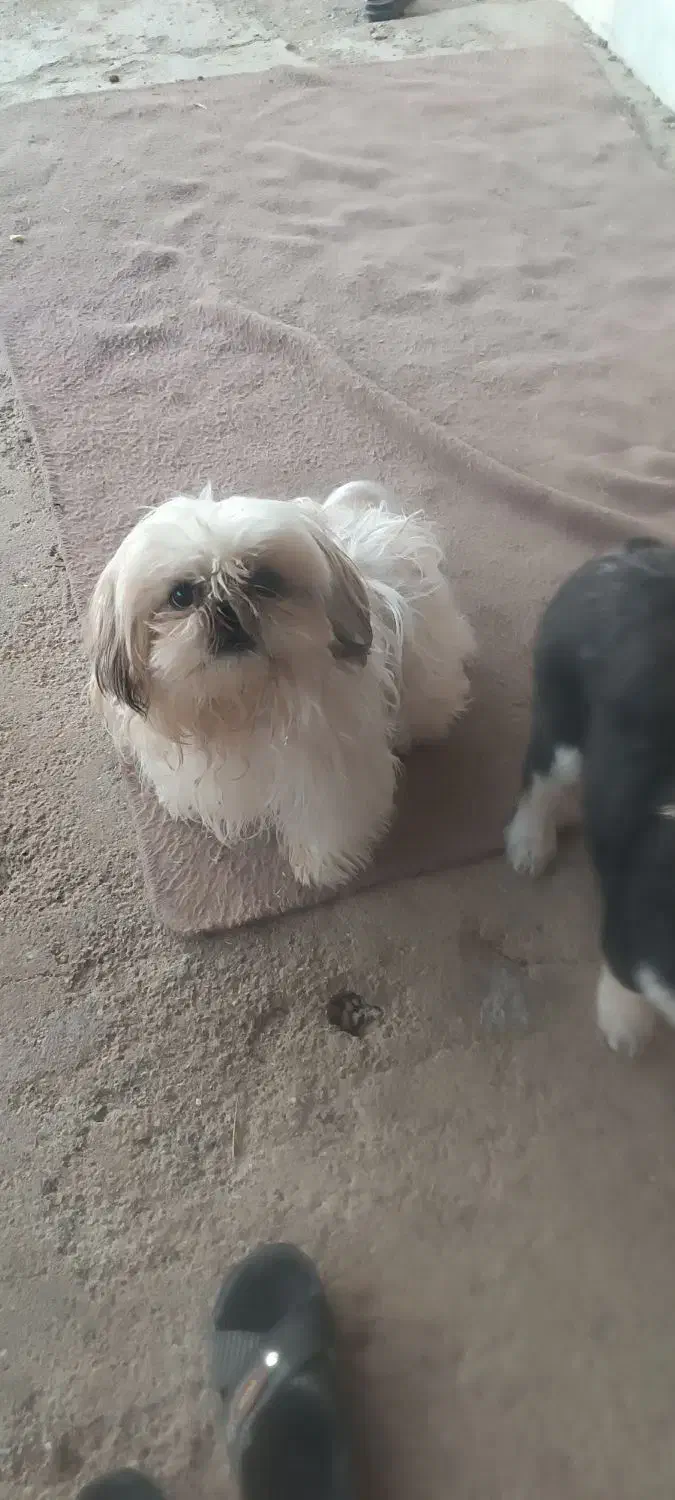 فروش سگ سفید|سگ|شیروان (خراسان), |دیوار