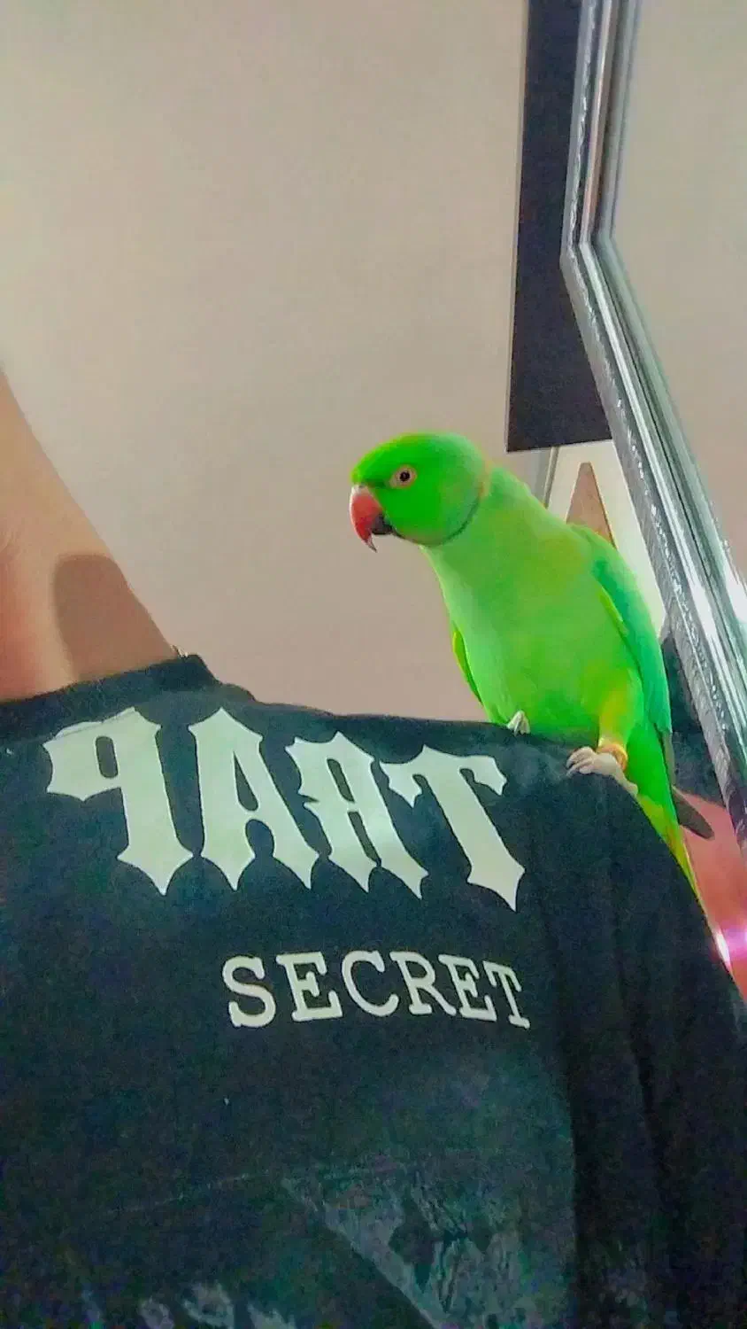 طوطی سخنگو|پرنده|پاکدشت, کبودگنبد|دیوار