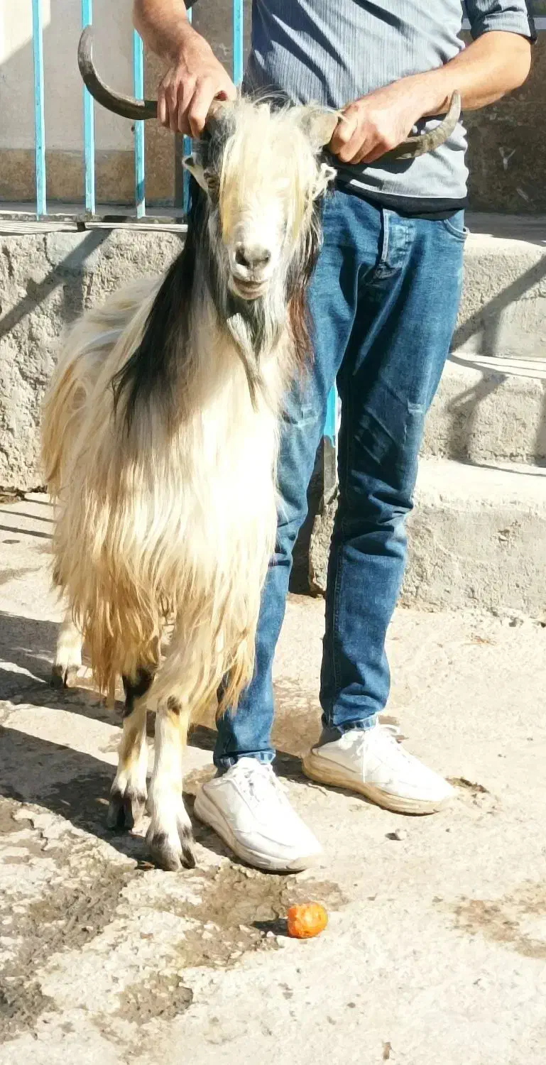 نر بز نژاد دوقلو زا|حیوانات مزرعه|قوچان, |دیوار