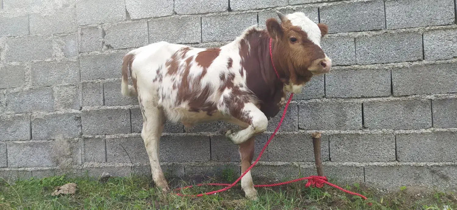 ورزا کوله چالوسی عروسک|حیوانات مزرعه|سنگر, |دیوار