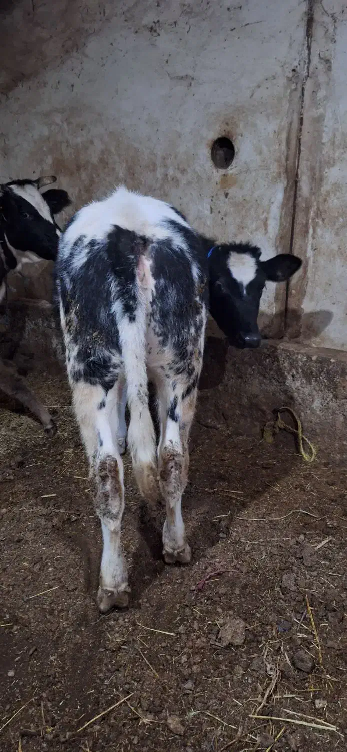 گوساله سفید ابی ماده|حیوانات مزرعه|اهر, |دیوار