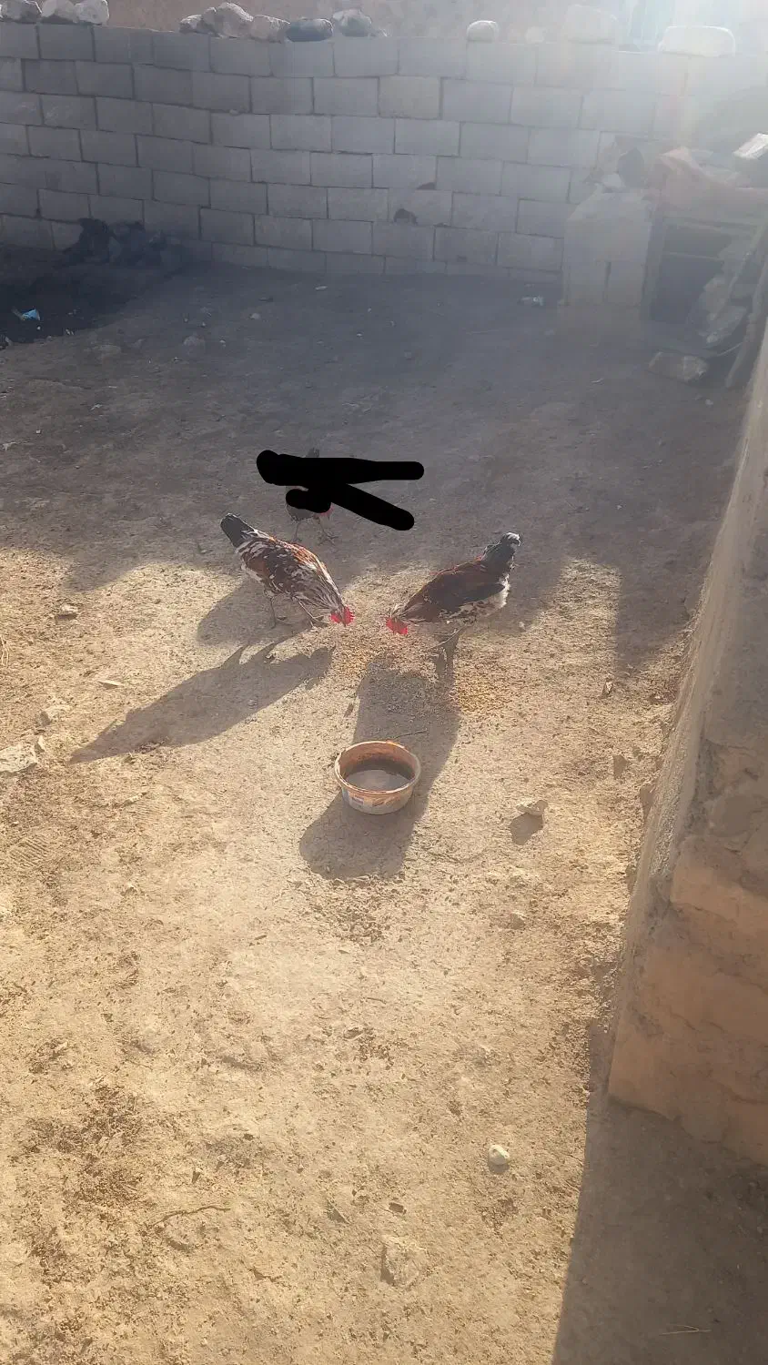 خروس|حیوانات مزرعه|منج, |دیوار