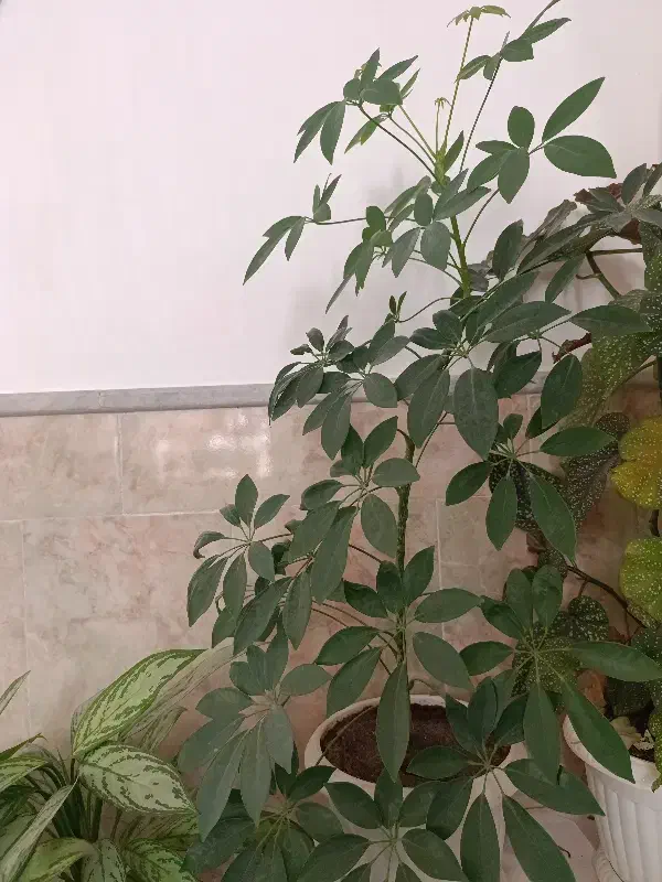 (گل )|گل و گیاه طبیعی|زبرخان, |دیوار